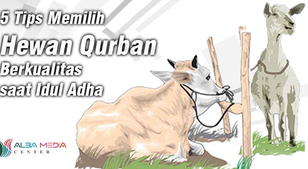 5 Tips Memilih Hewan Qurban Berkualitas saat Idul Adha